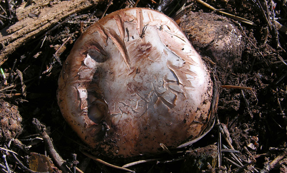 Totofungo...per chi vuole provarci.